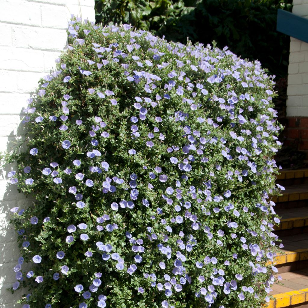 Convolvulus sabatius Compacta - Blue rock bindweed