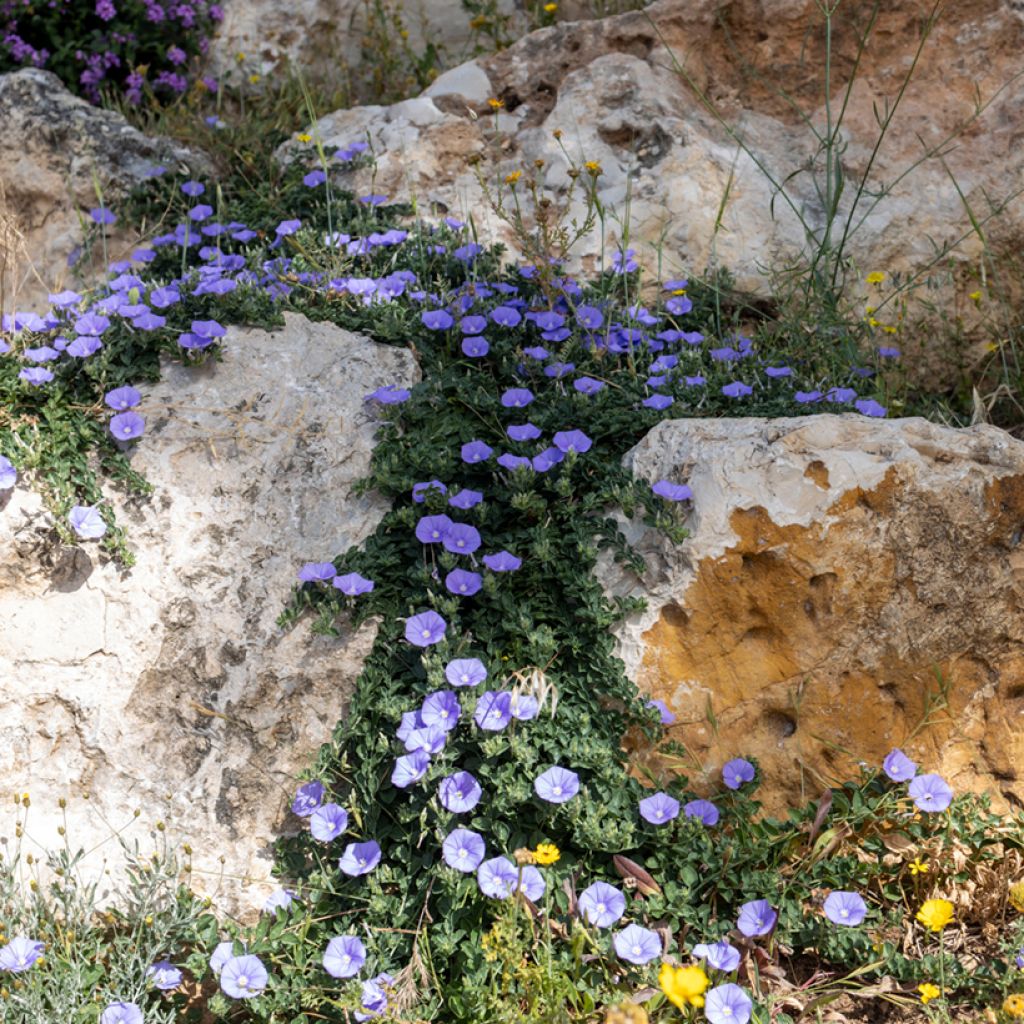 Convolvulus sabatius