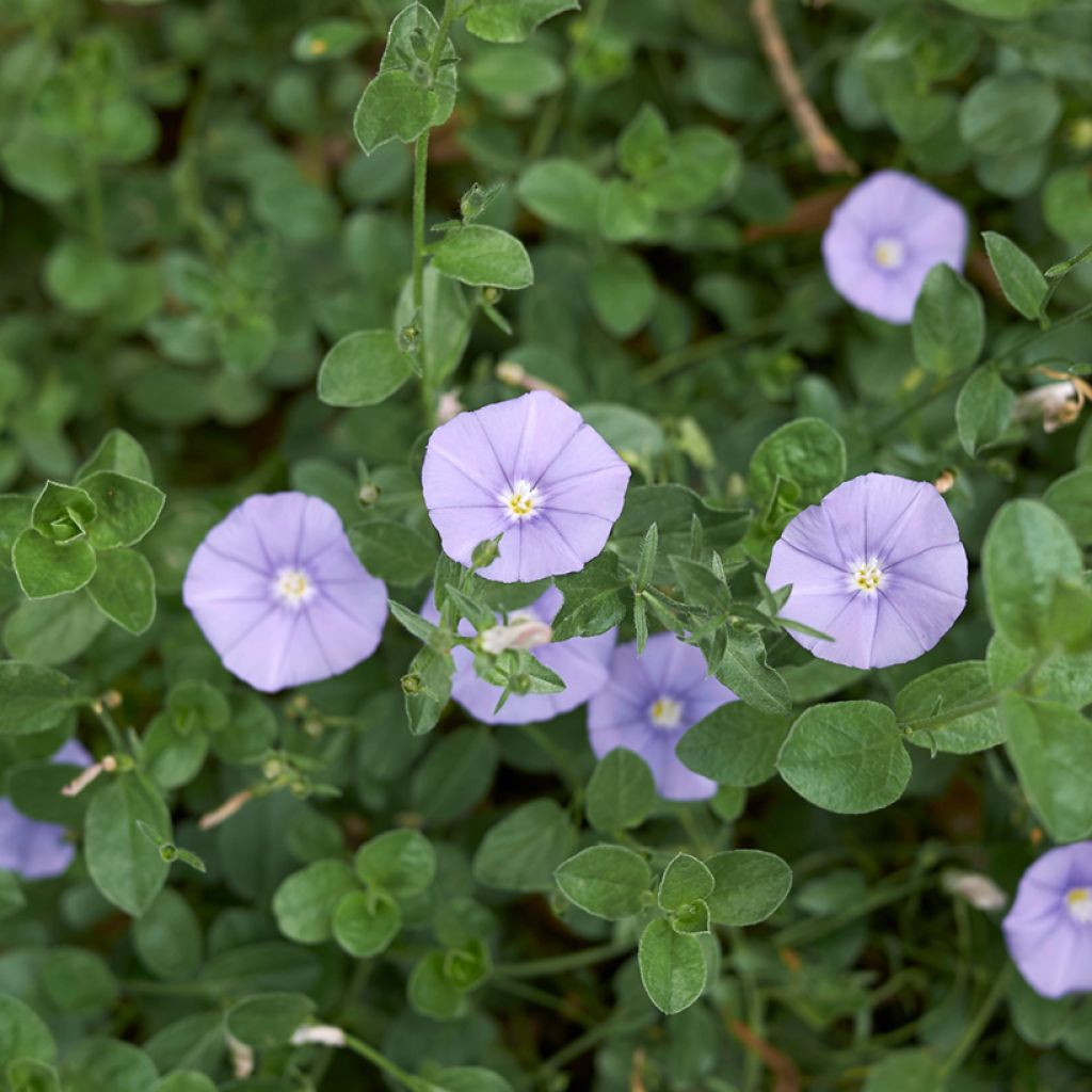 Convolvulus sabatius