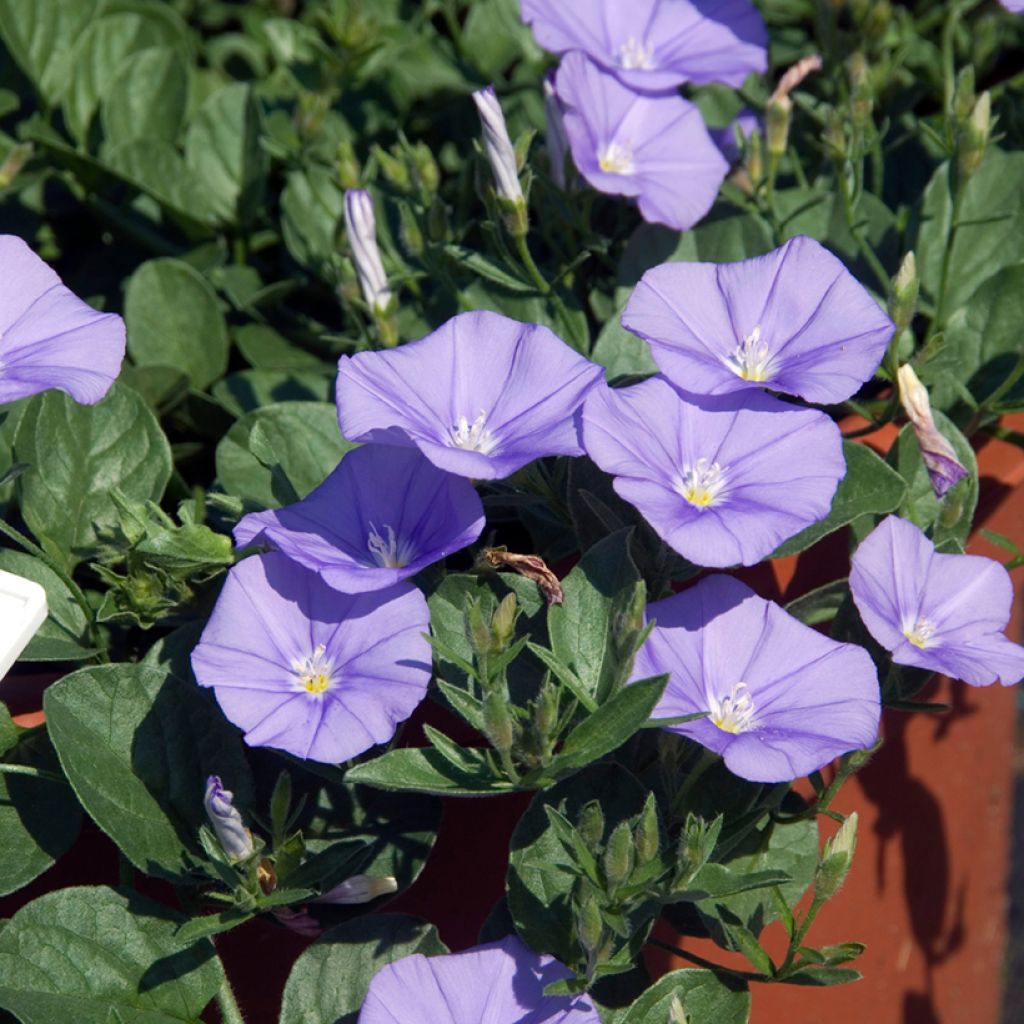 Convolvulus sabatius