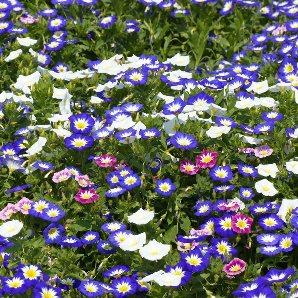 Dwarf Morning Glory Royal Ensign Seeds