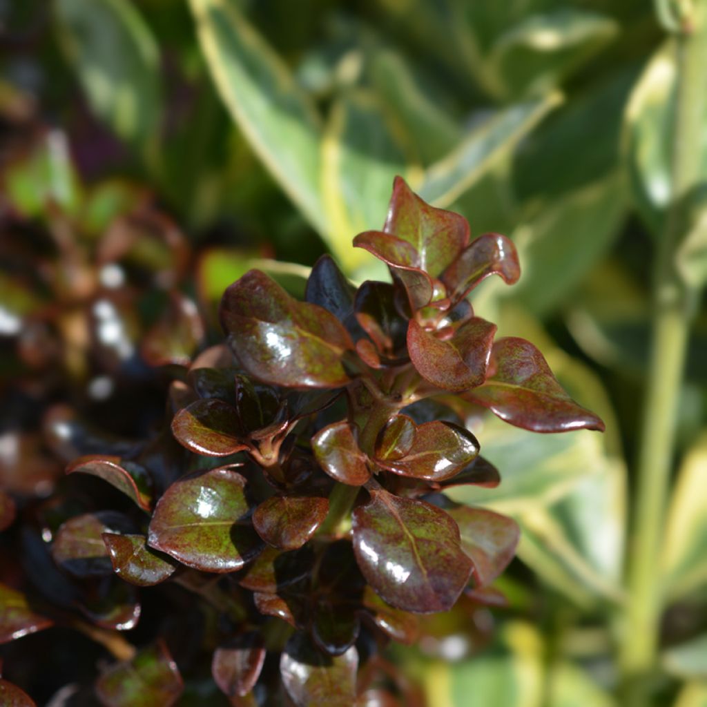 Coprosma Chocolate Soldier - Mirror plant