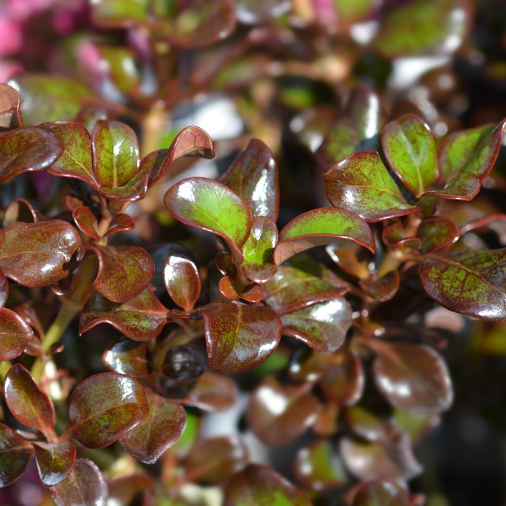 Coprosma Chocolate Soldier - Mirror plant