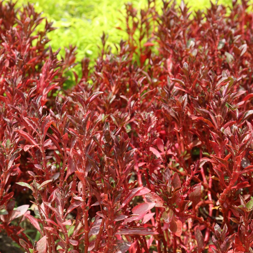 Coprosma Pacific Sunset