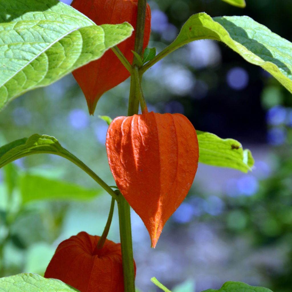 Physalis edulis - Vilmorin seeds