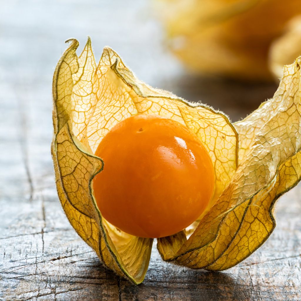 Physalis edulis - Vilmorin seeds