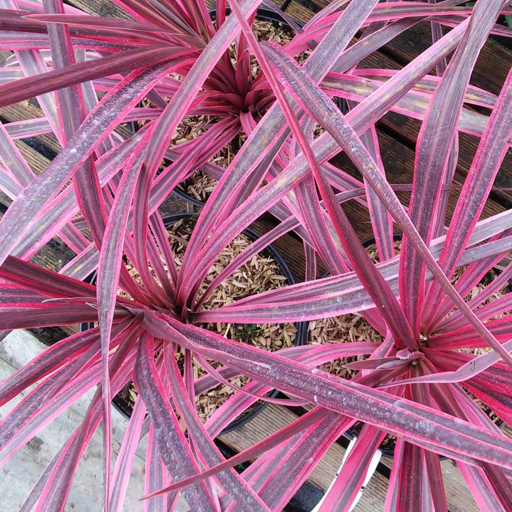 Cordyline australis Pink passion - Cabbage Tree