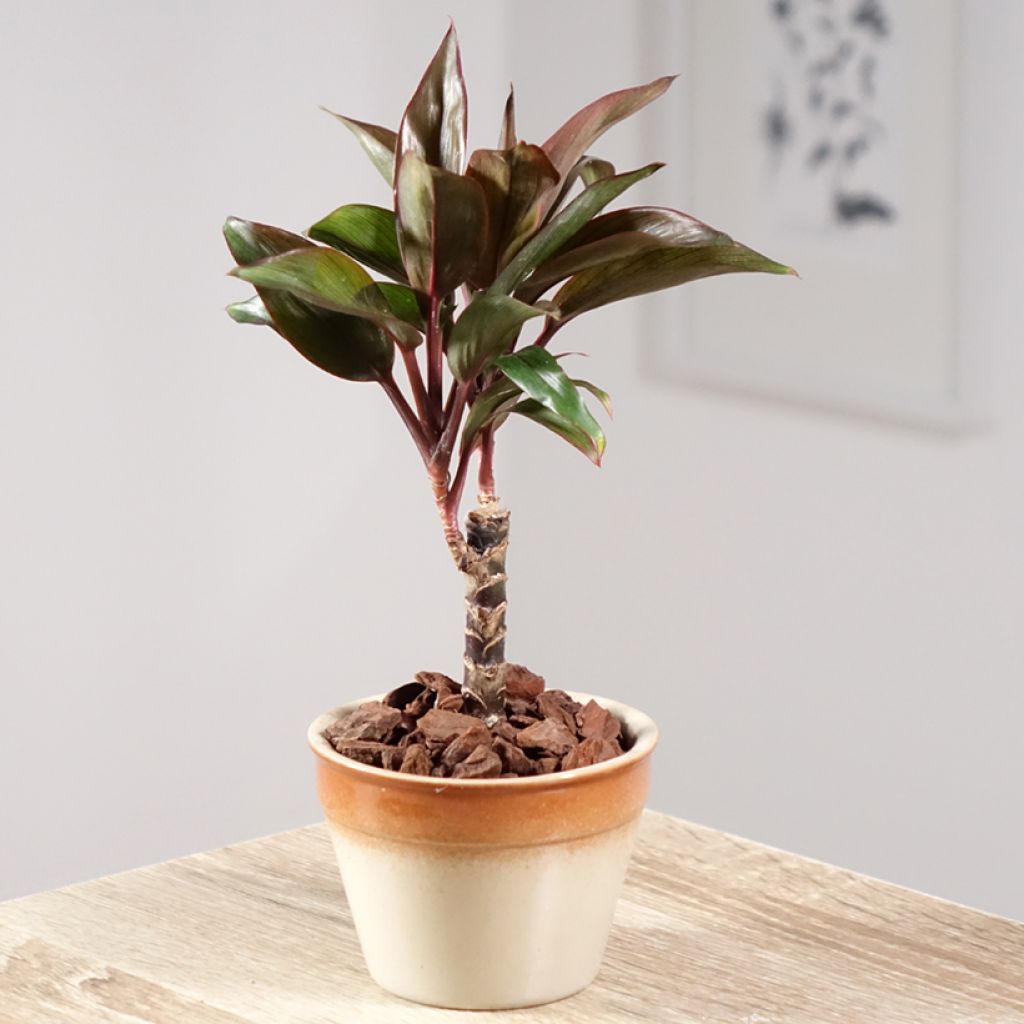 Cordyline fructicosa Purple Compacta - Ti plant