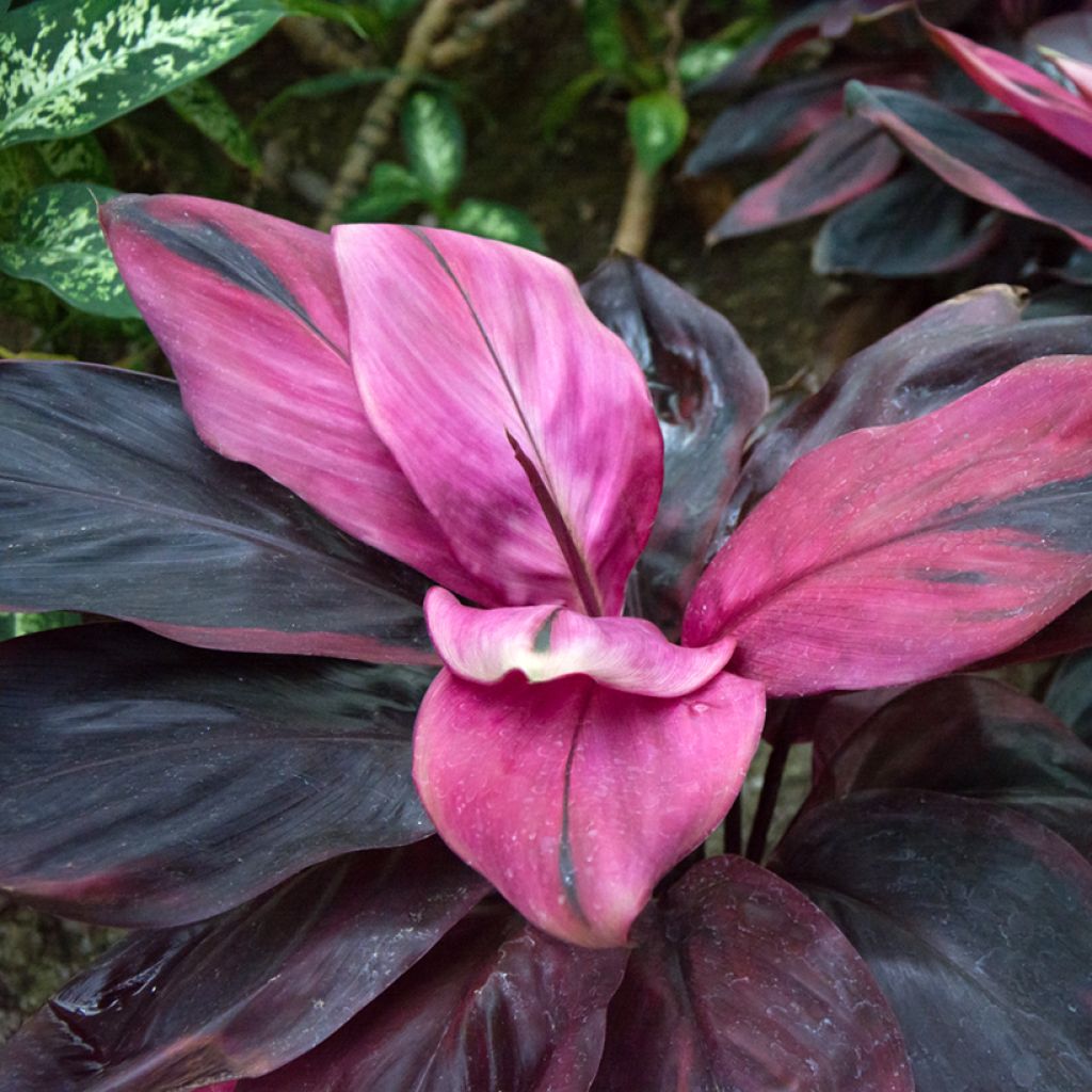 Cordyline fructicosa Purple Compacta - Ti plant