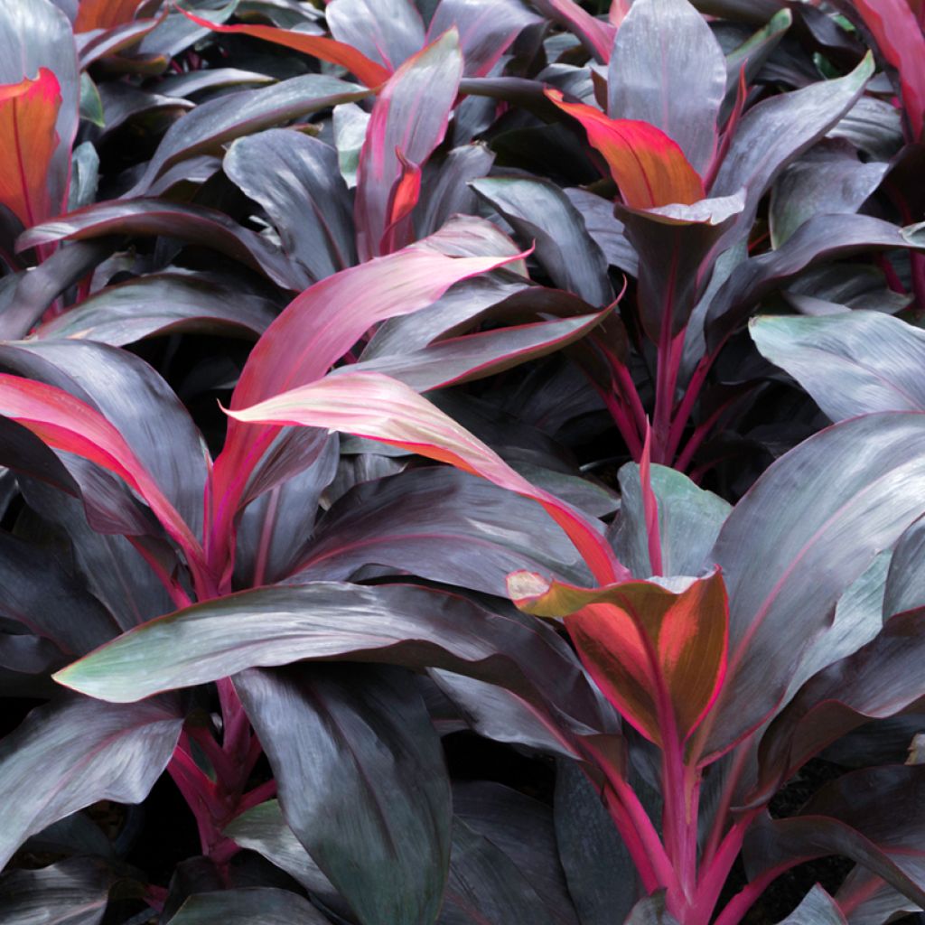 Cordyline fructicosa Purple Compacta - Ti plant