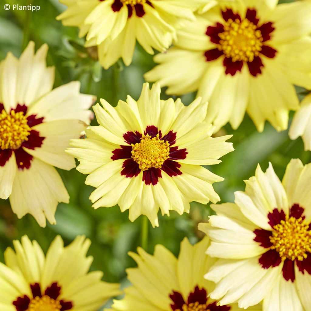 Coreopsis grandiflora Solar Moon - Large-flowered tickseed