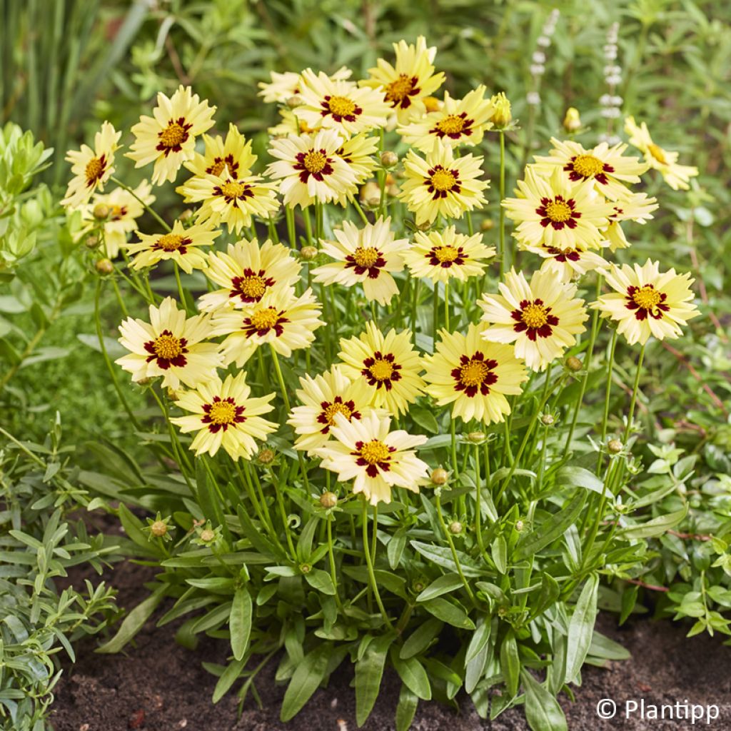 Coreopsis grandiflora Solar Moon - Large-flowered tickseed