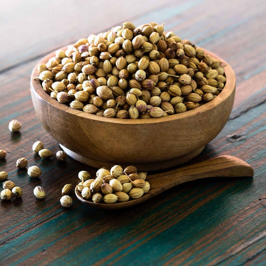 Coriandrum sativum Fine-seeded