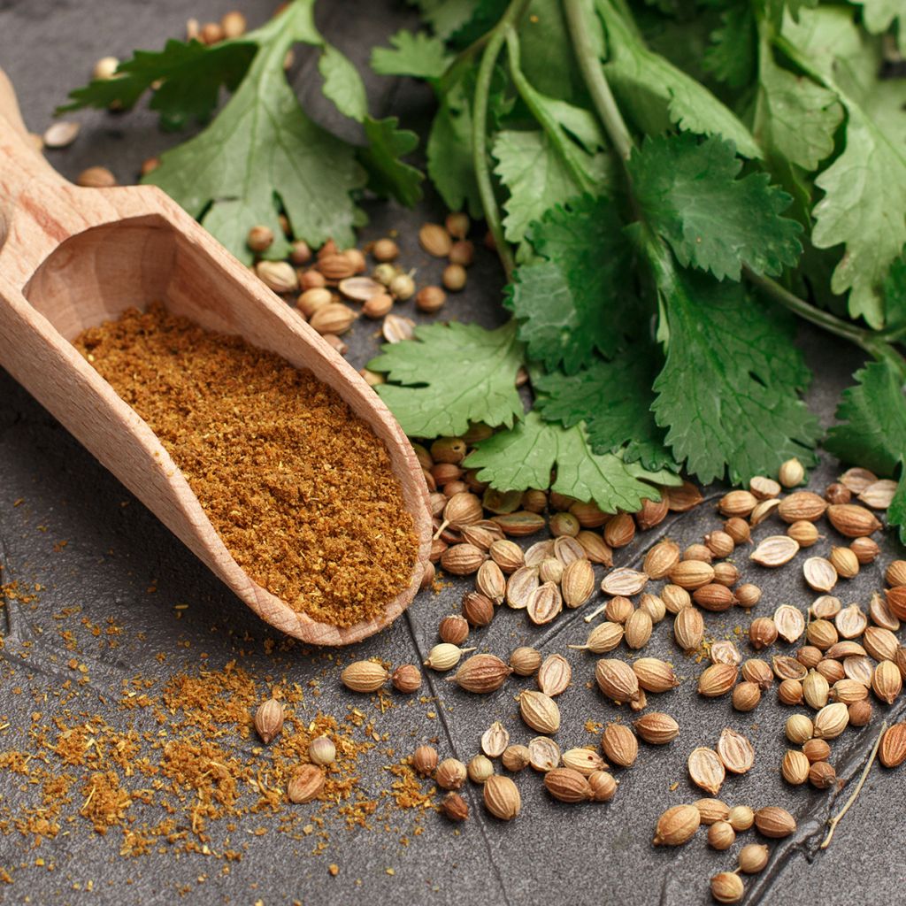 Coriandrum sativum Fine-seeded