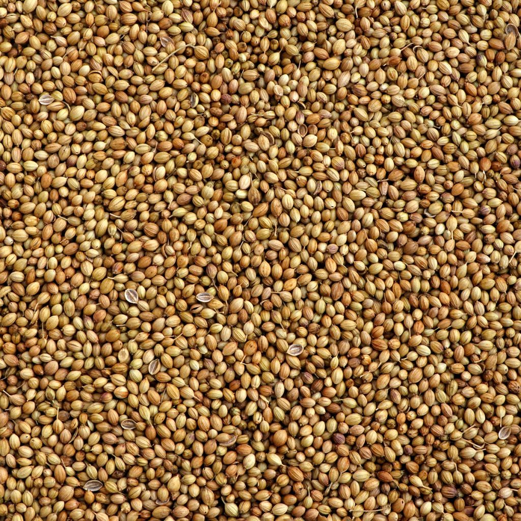 Coriandrum sativum Fine-seeded