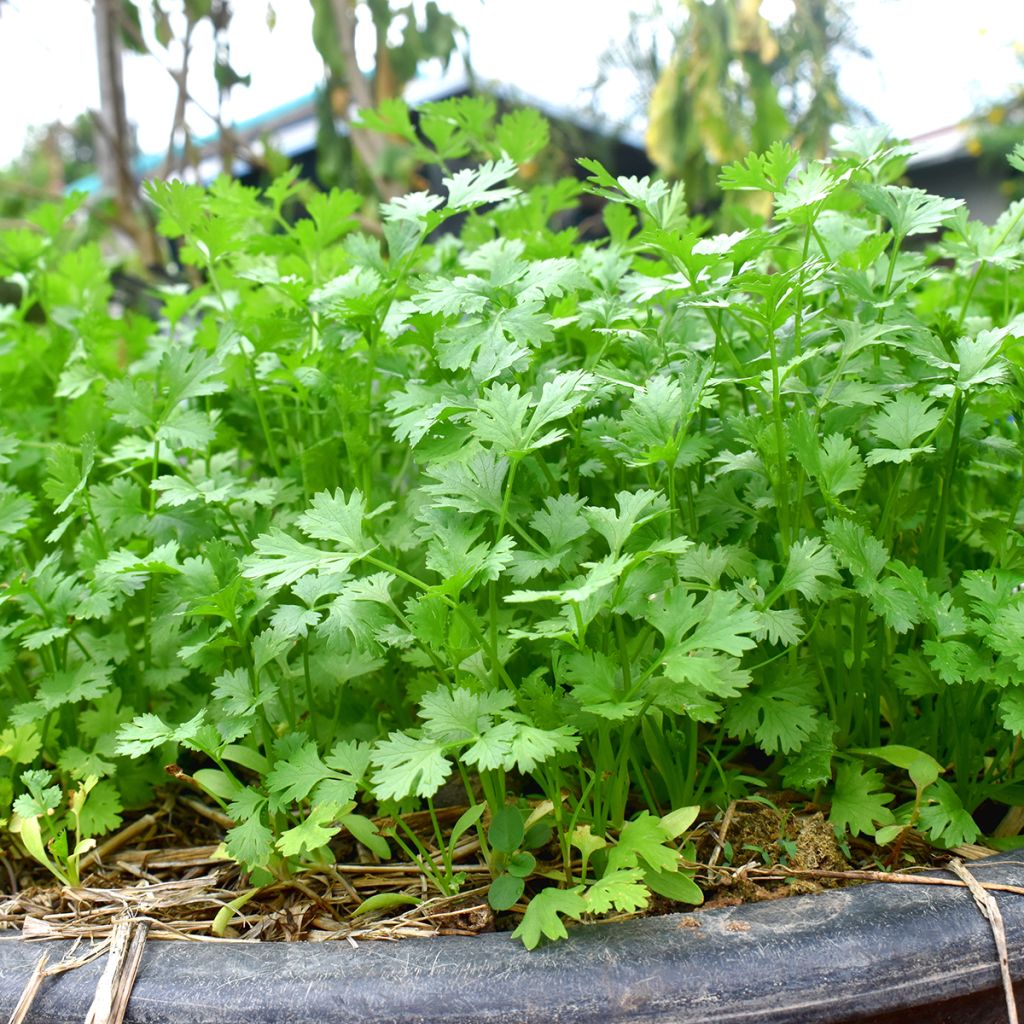 Cultivated coriander plants - Coriandrum sativum