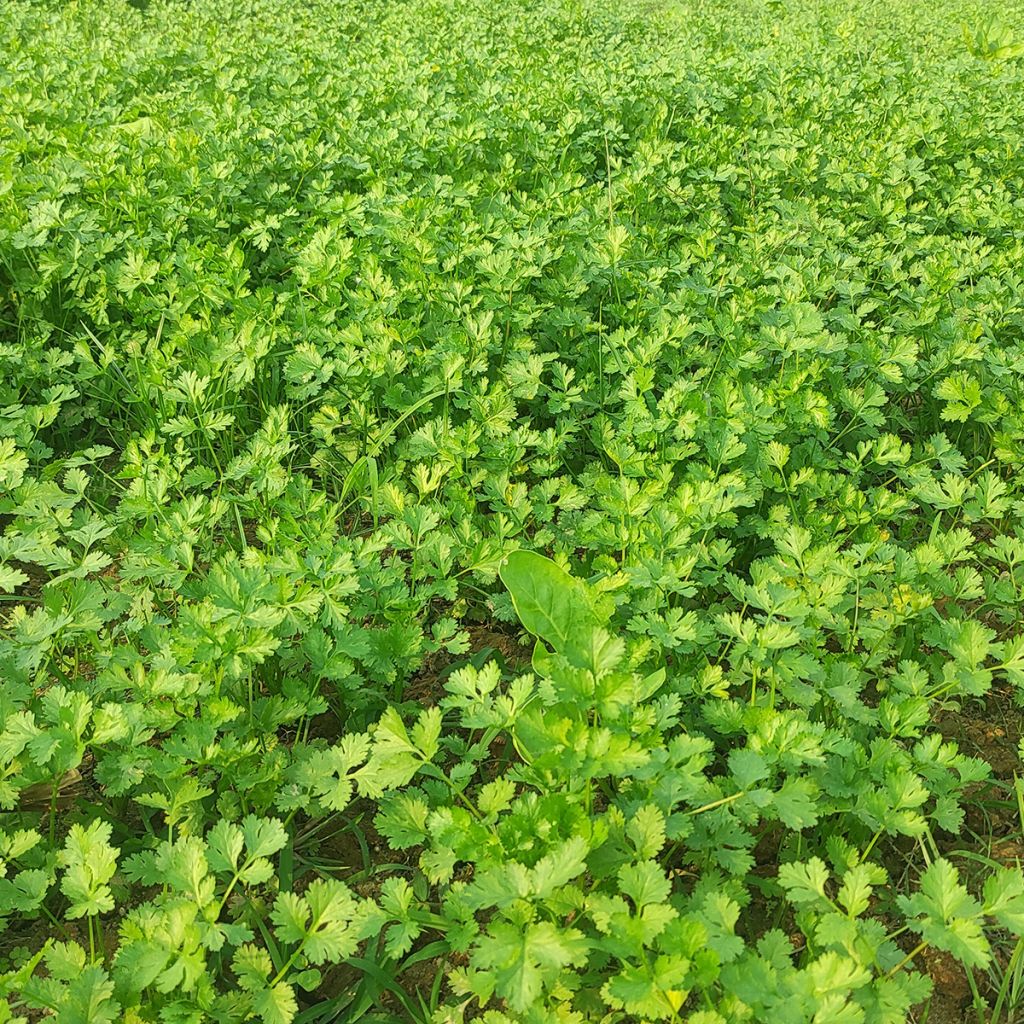 Cultivated coriander plants - Coriandrum sativum