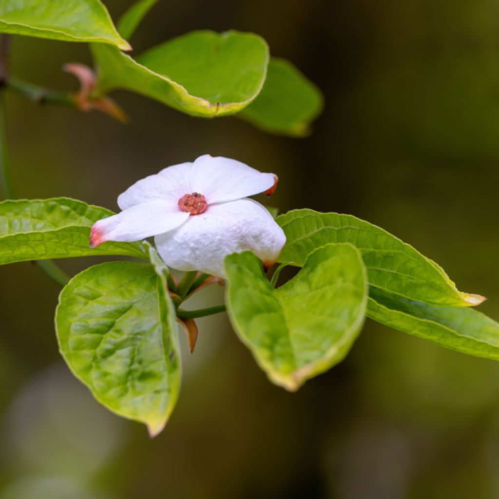 Cornus nuttalii Eddies White Wonder - Flowering Dogwood