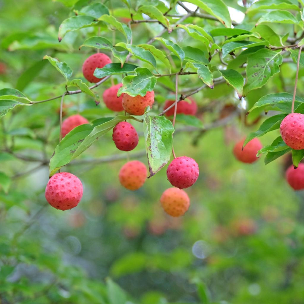Cornus Norman Hadden - Flowering Dogwood