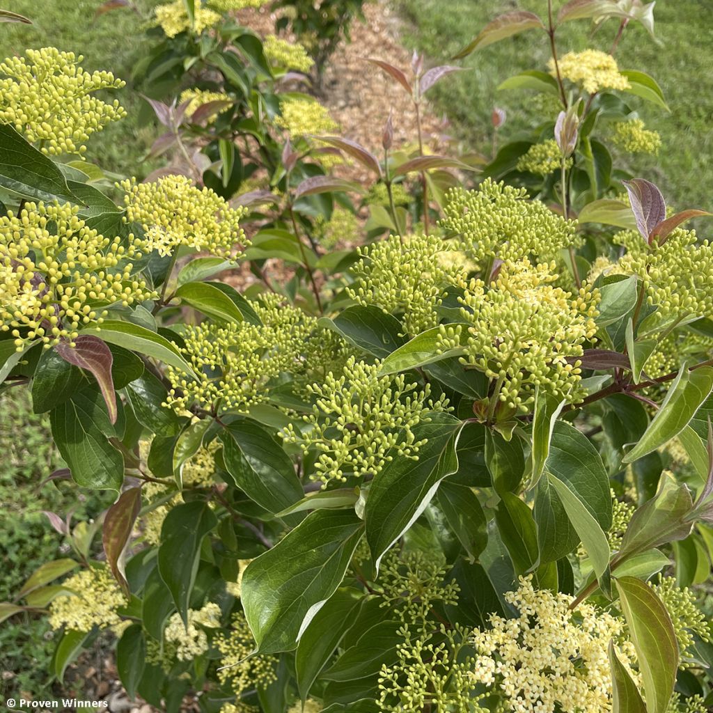 Cornus asperifolia var. drummondii Sunshiny Drops - Cornouiller