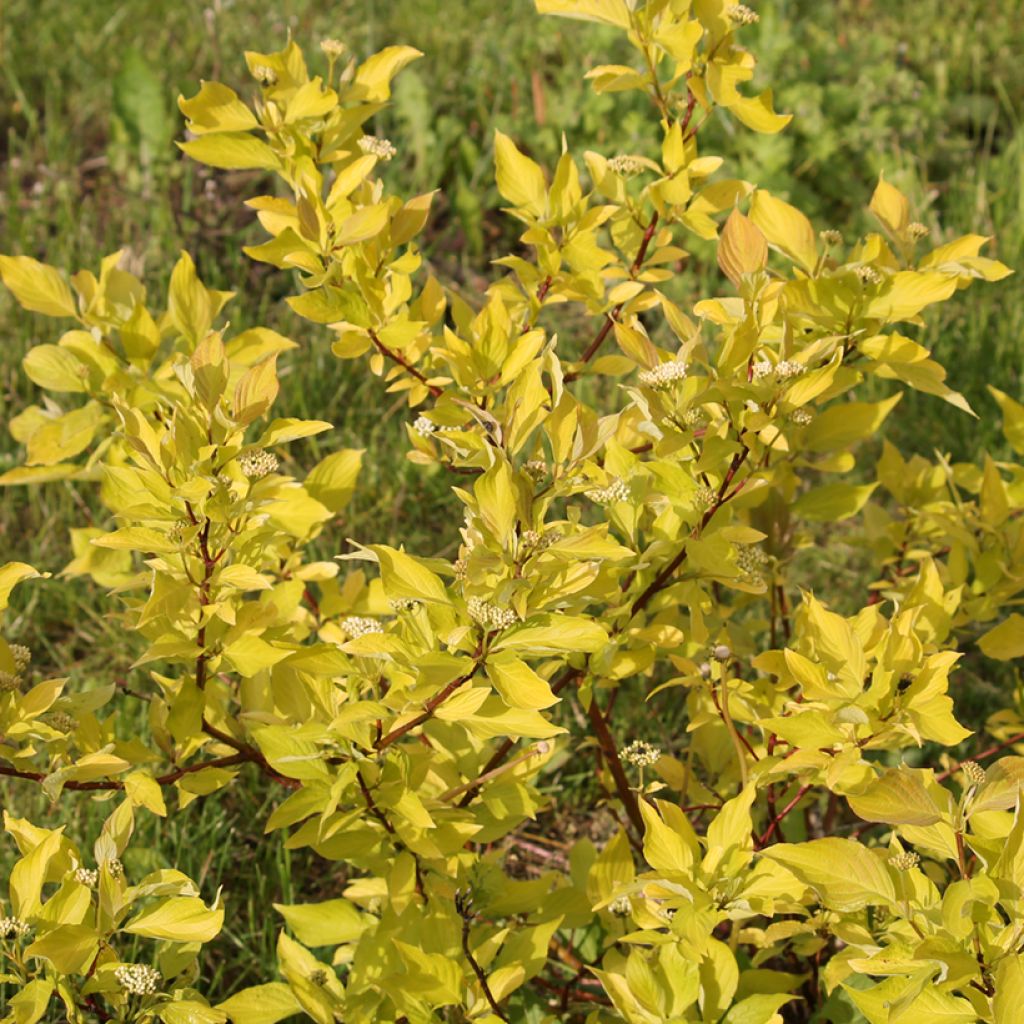 Cornus alba Aurea - White Dogwood