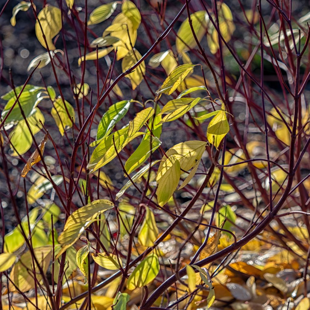 Cornus alba Aurea - White Dogwood