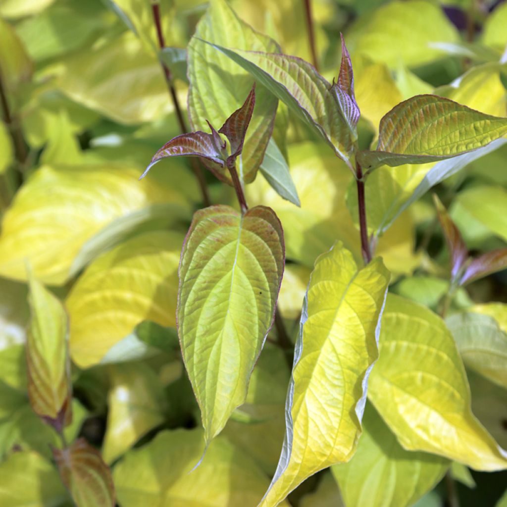 Cornus alba Aurea - White Dogwood