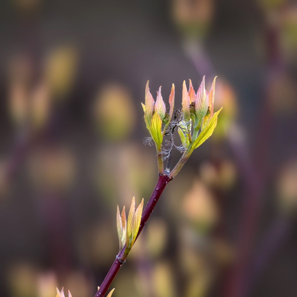 Cornus alba Aurea - White Dogwood