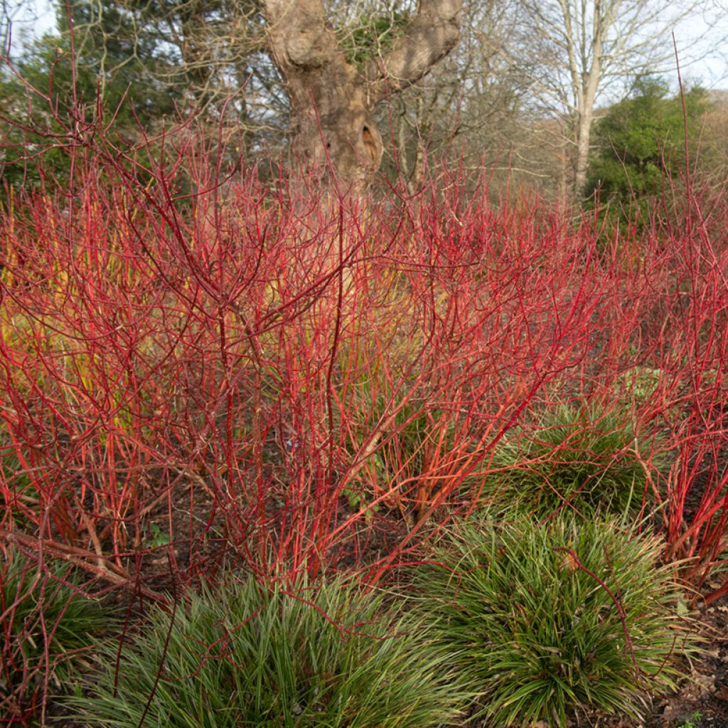 Cornus alba Baton Rouge - Red Dogwood