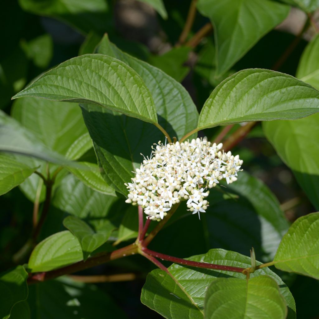 Cornus alba