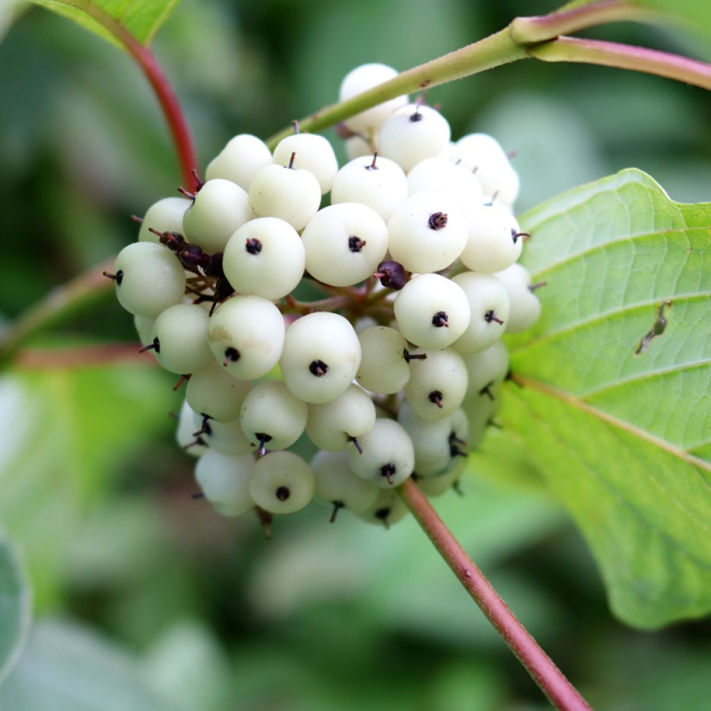 Cornus alba