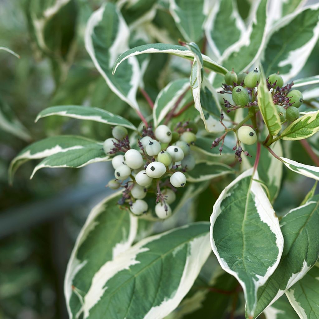 Cornus alba Elegantissima - White Dogwood