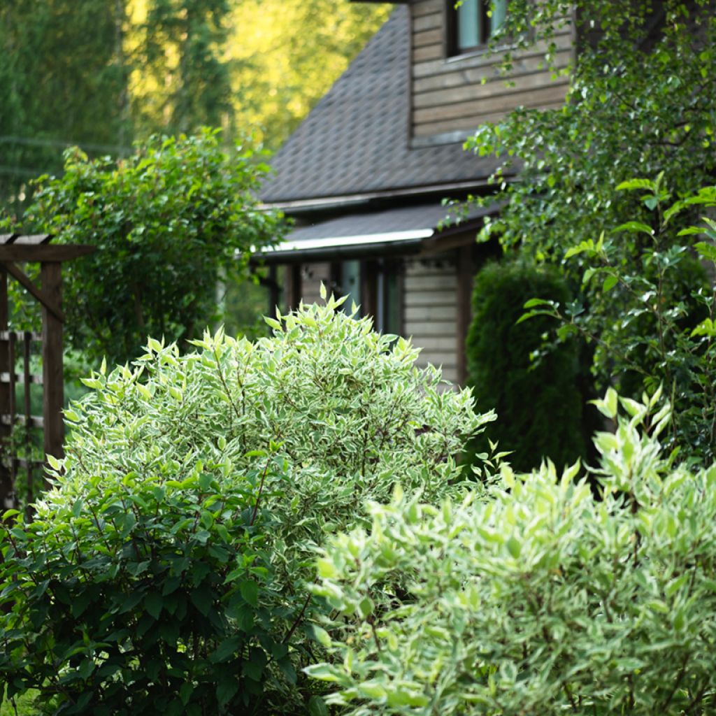 Cornus alba Elegantissima - White Dogwood