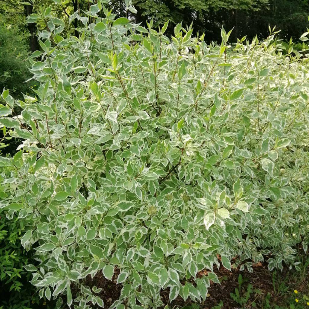 Cornus alba Elegantissima - White Dogwood
