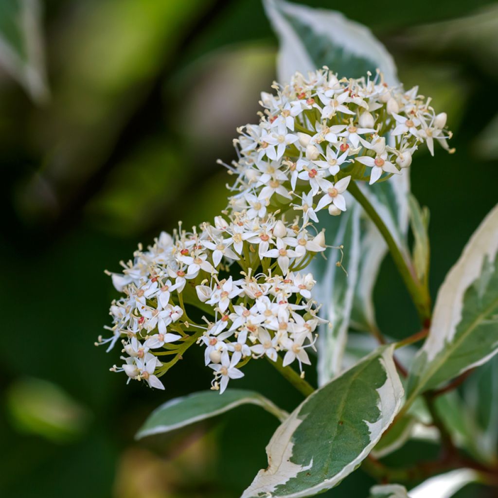 Cornus alba Elegantissima - White Dogwood