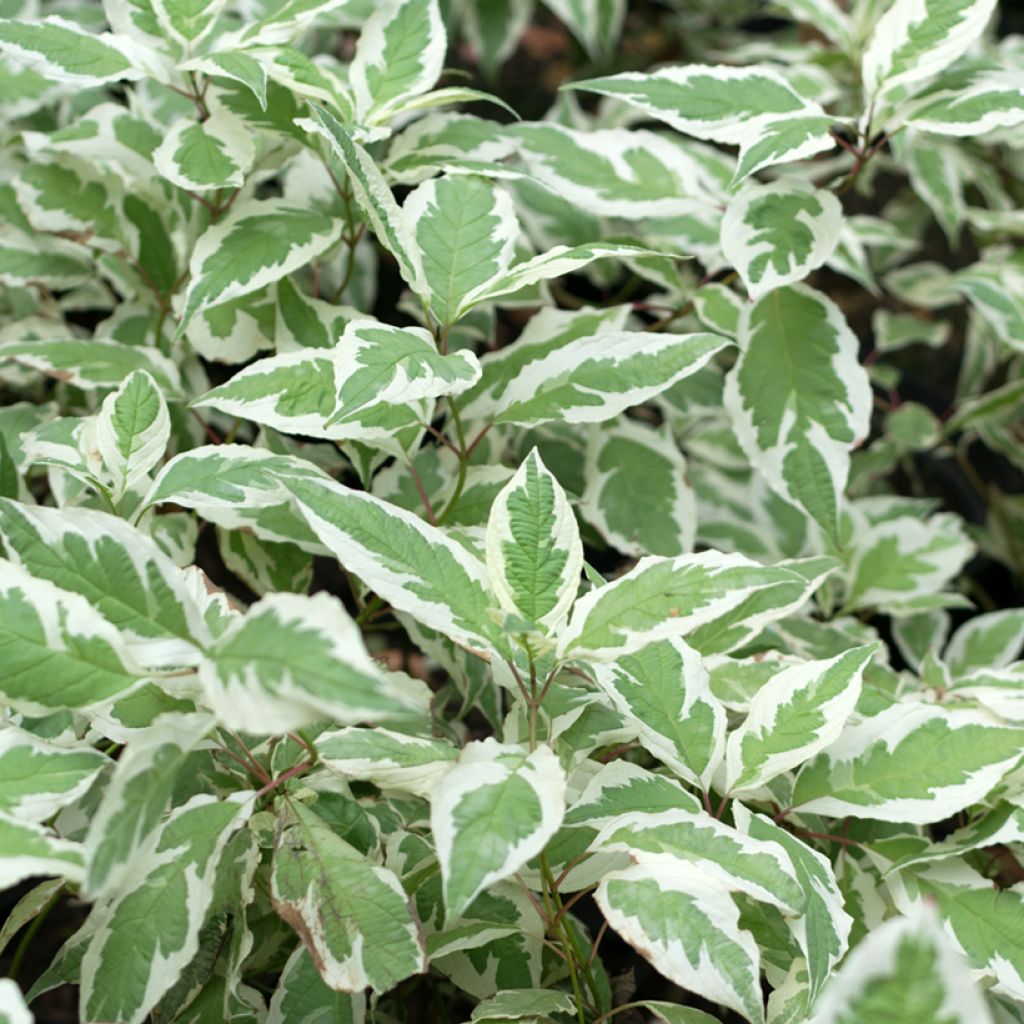 Cornus alba Elegantissima - White Dogwood