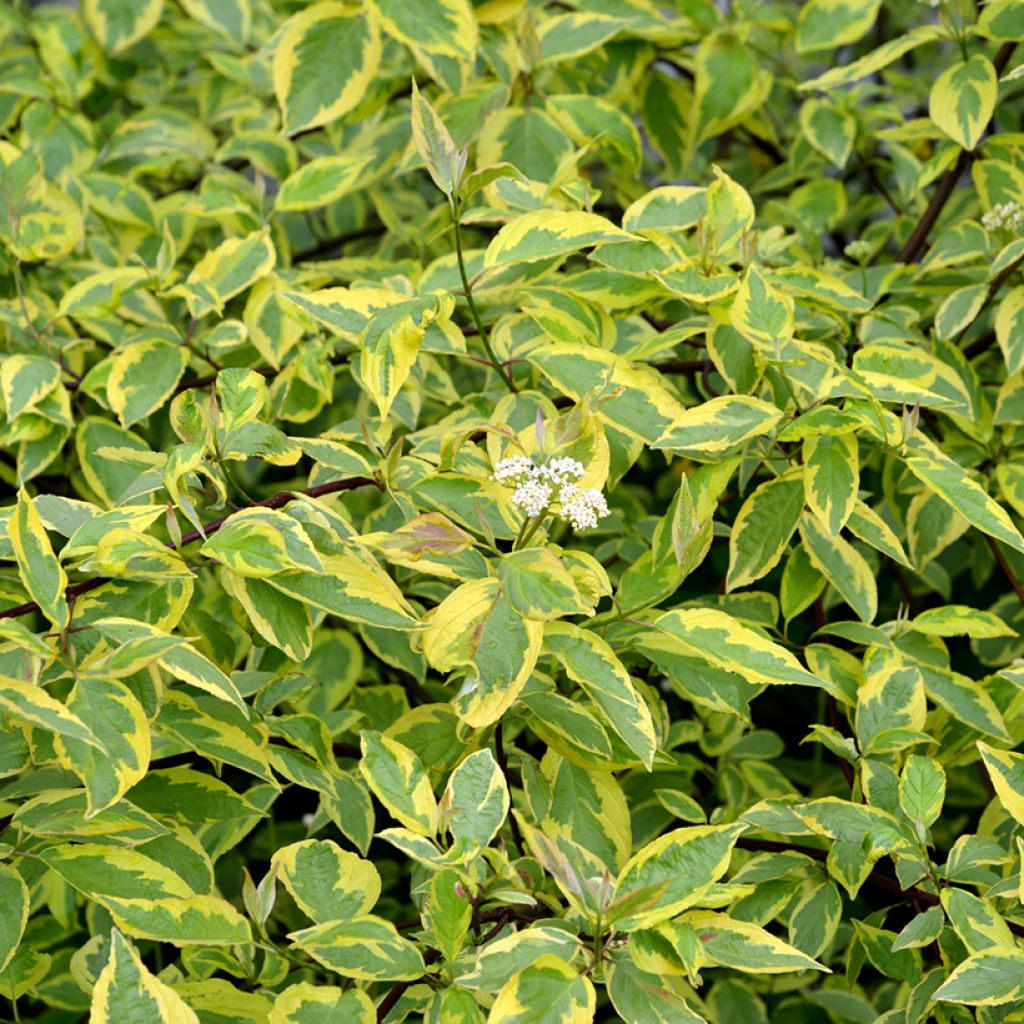 Cornus alba Gouchaultii - White Dogwood