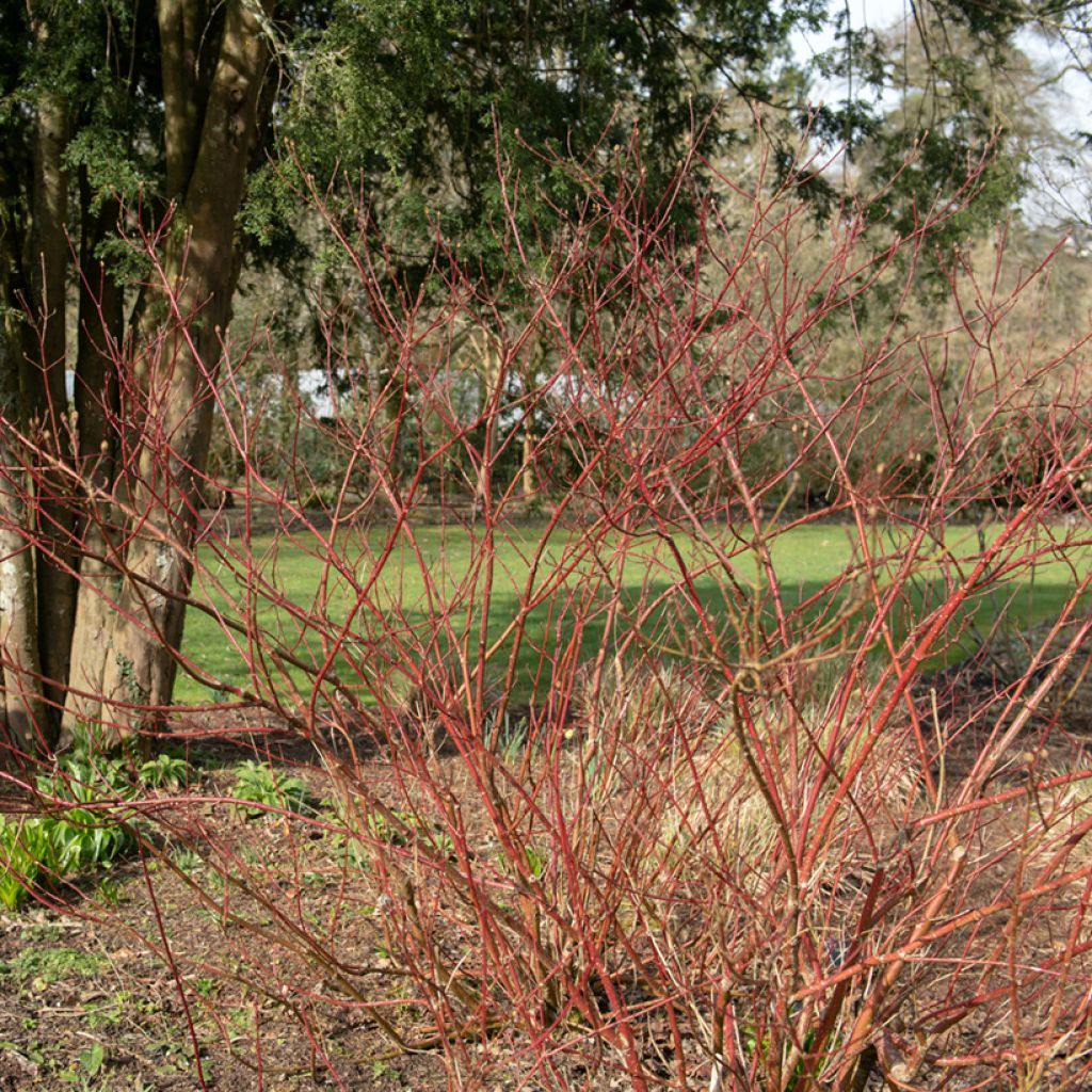 Cornus alba Gouchaultii - White Dogwood
