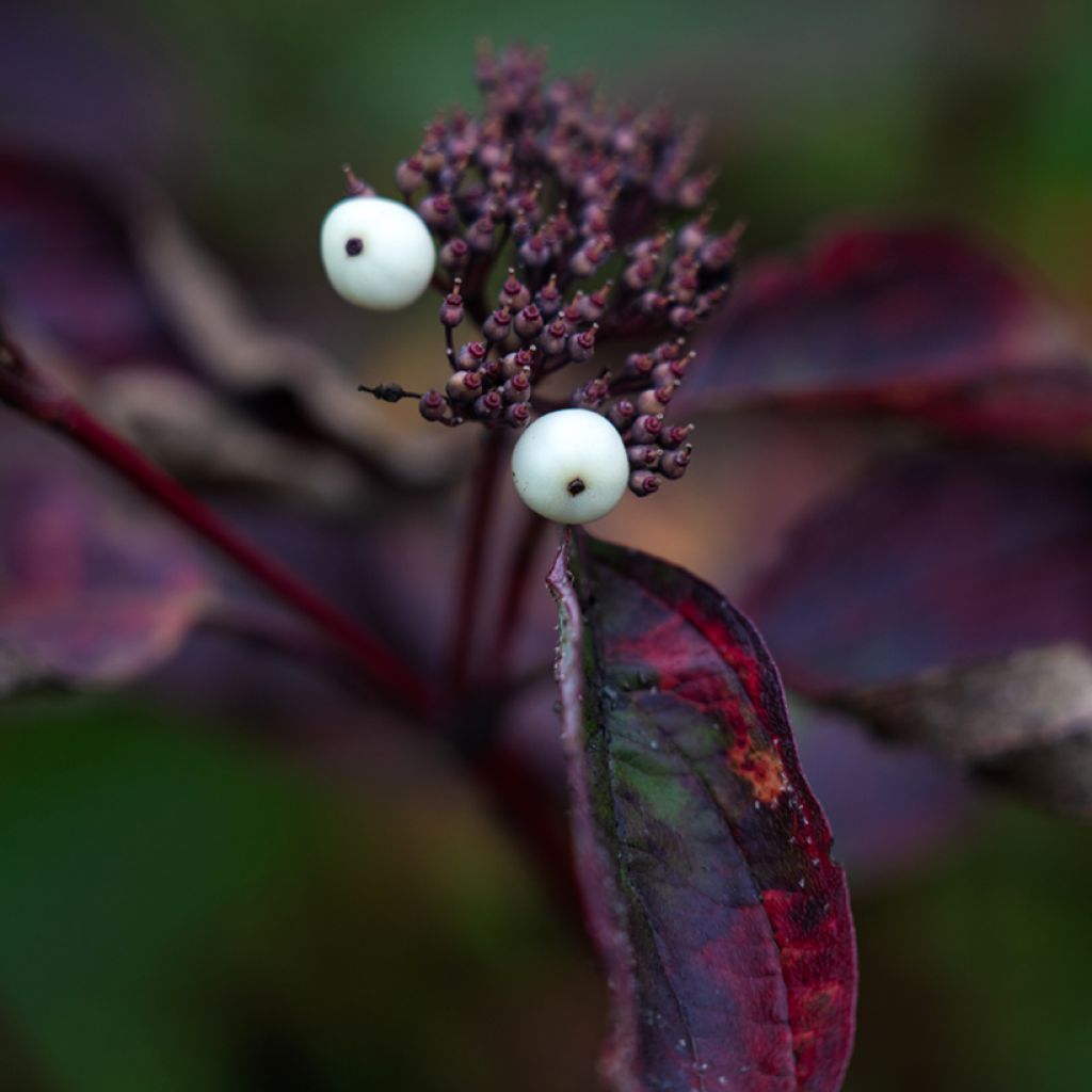 Cornus alba Siberian Pearls - White Dogwood