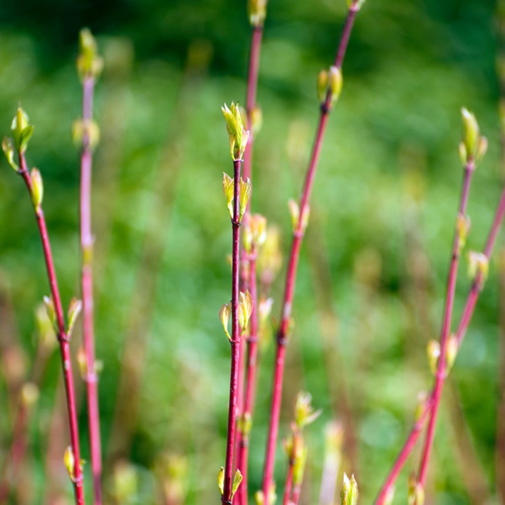 Cornus alba Sibirica - White Dogwood