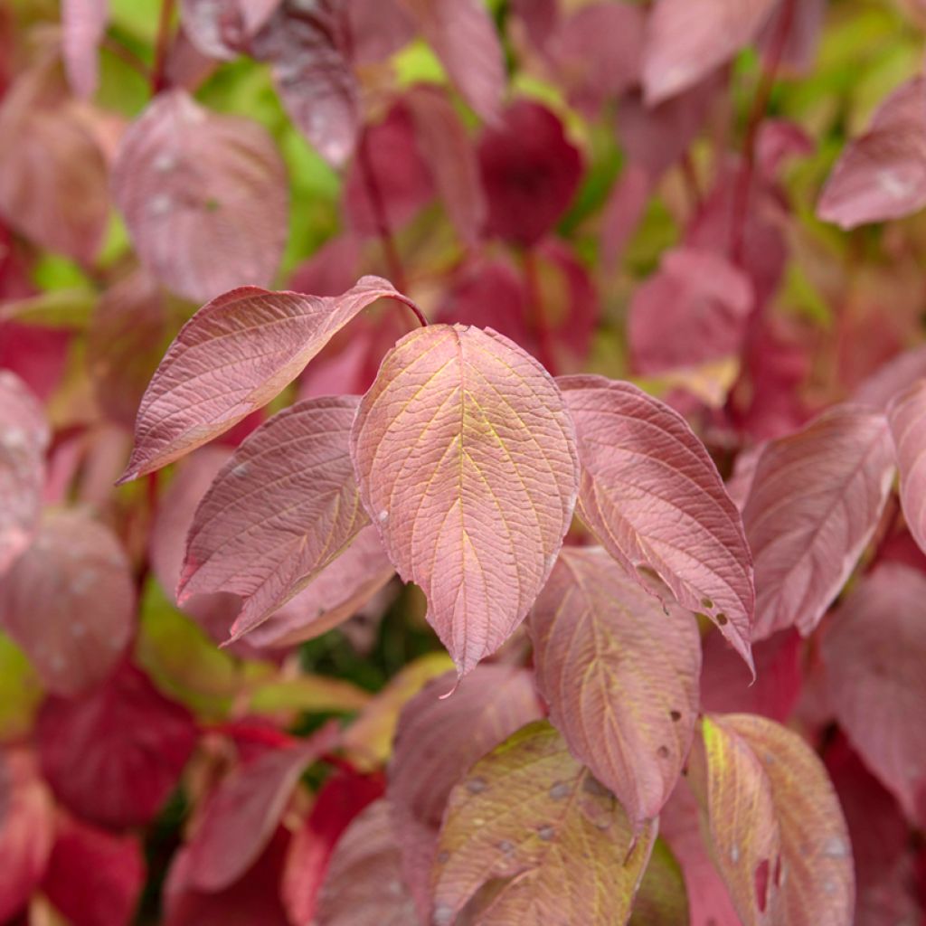 Cornus alba Sibirica - White Dogwood