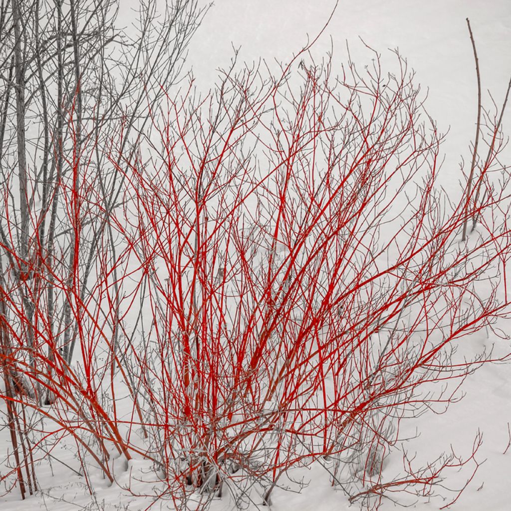 Cornus alba Sibirica - White Dogwood