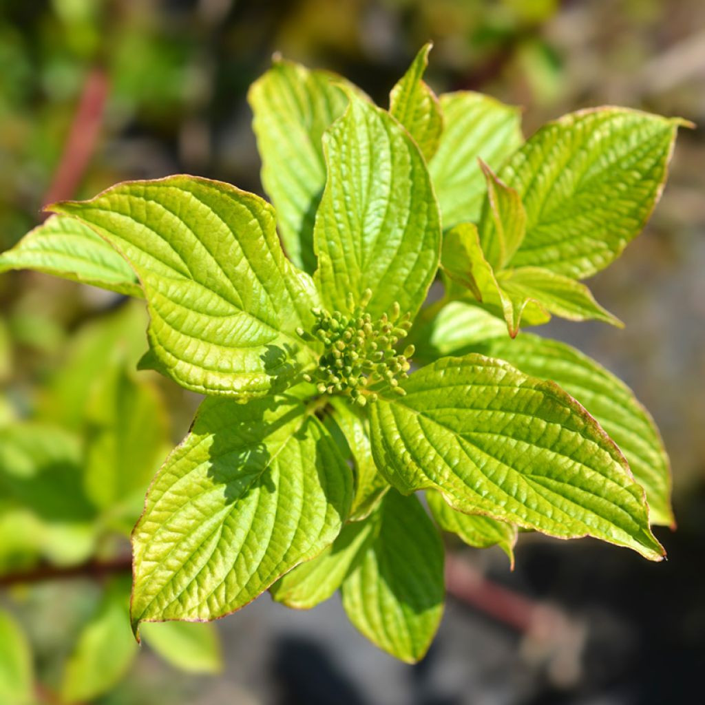 Cornus alba Sibirica - White Dogwood