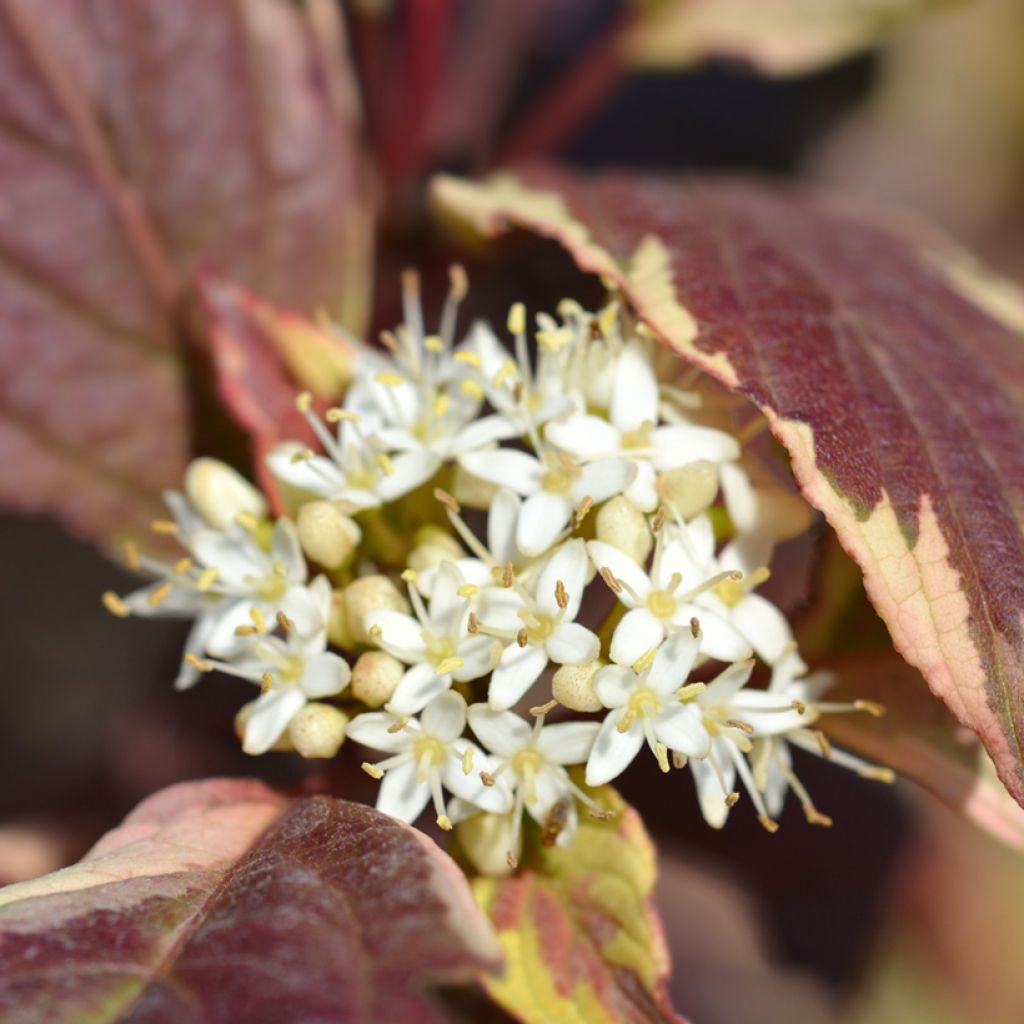 Cornus alba Sibirica Variegata - Variegated Dogwood