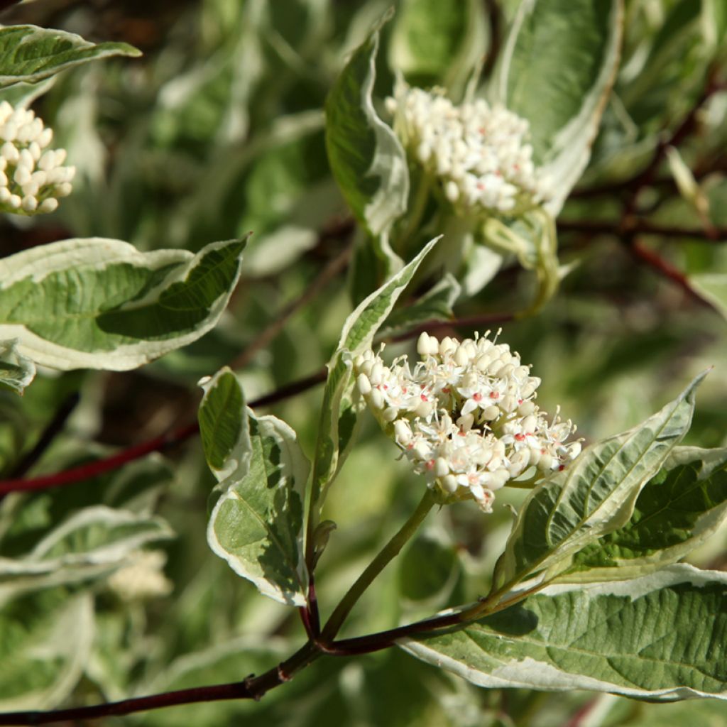 Cornus alba Sibirica Variegata - Variegated Dogwood