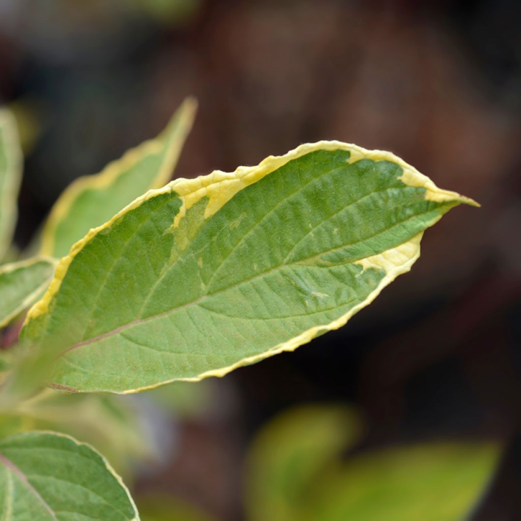 Cornus alba Spaethii - White Dogwood
