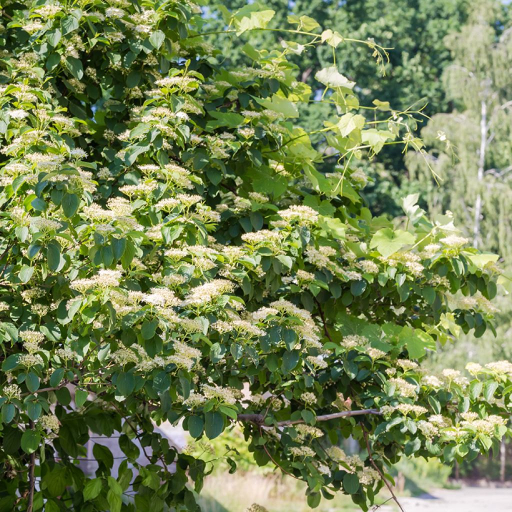 Cornus alternifolia - Pagoda Dogwood