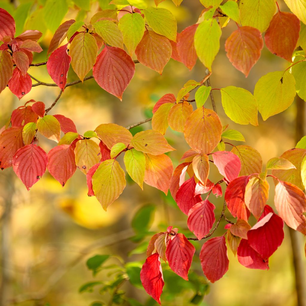 Cornus alternifolia - Pagoda Dogwood