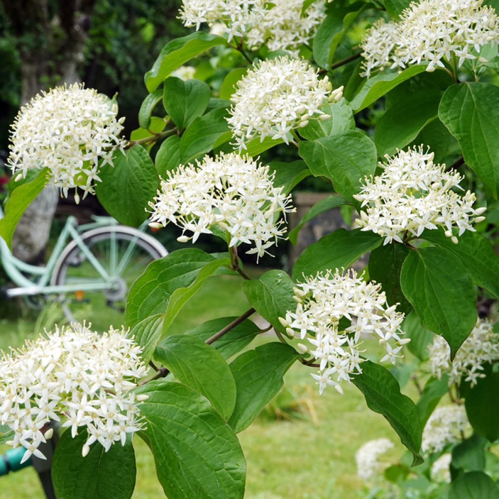 Cornus alternifolia - Pagoda Dogwood