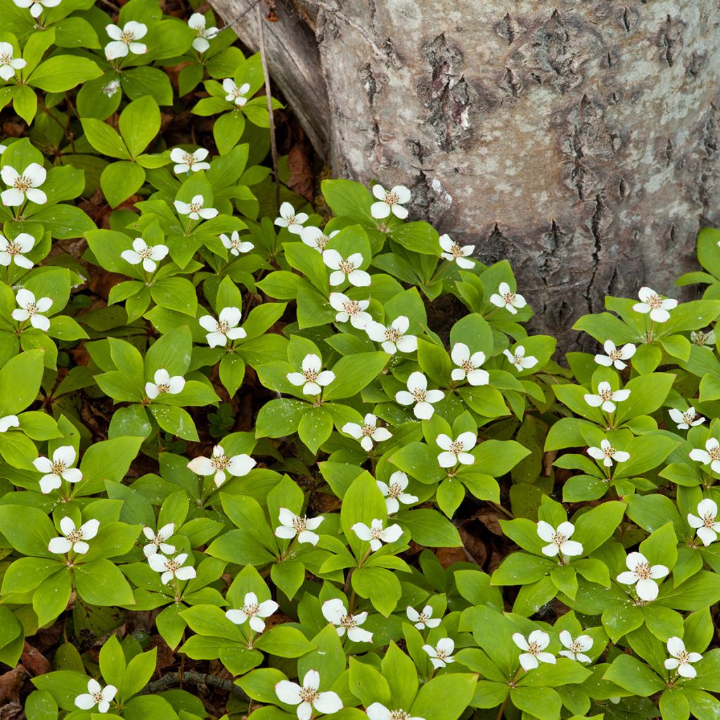 Cornus canadensis - Flowering Dogwood